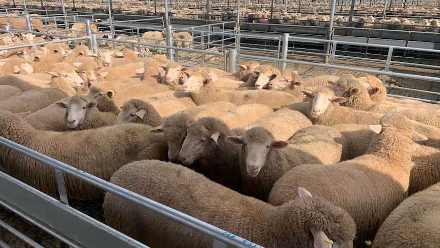 Sheep in pens. 