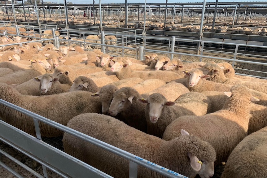 sheep in pens