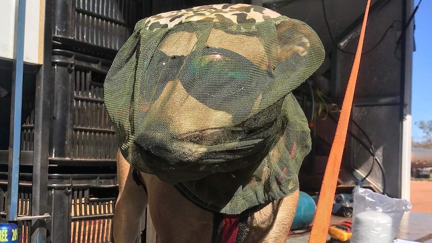 A dog with a fly net over its face