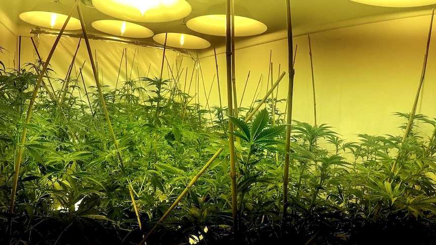 A yellow lit room filled with cannabis plants, with bamboo sticks assisting their growth.