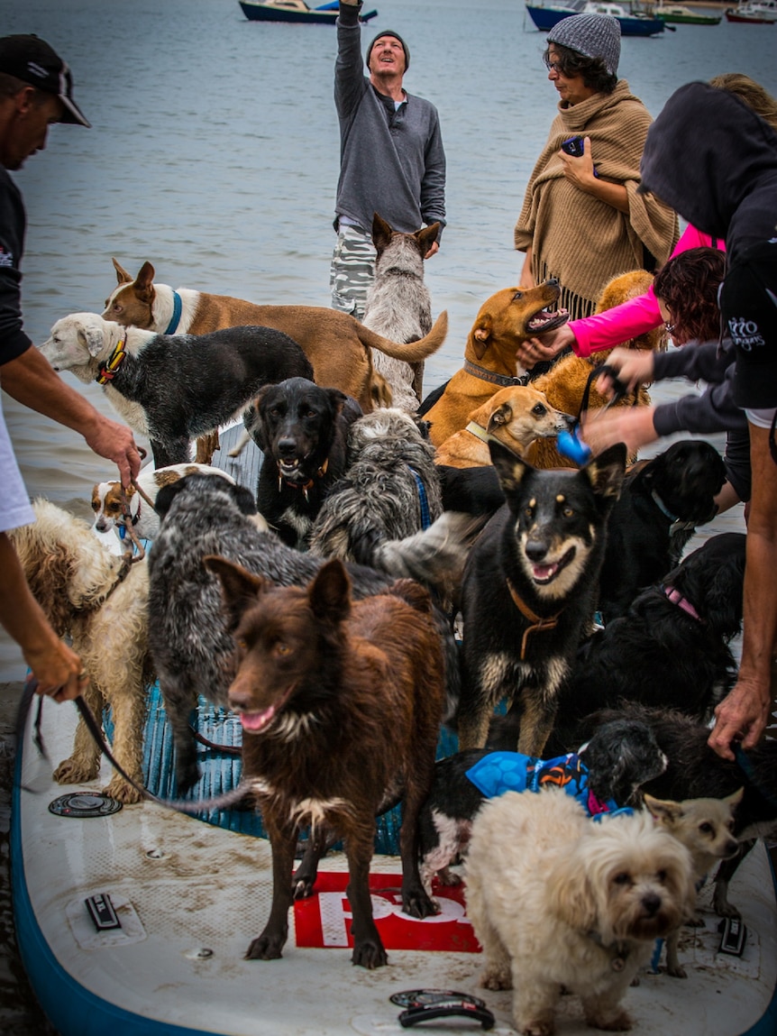 A close up shot of 25 different dogs of various types standing and sitting on a paddle board.