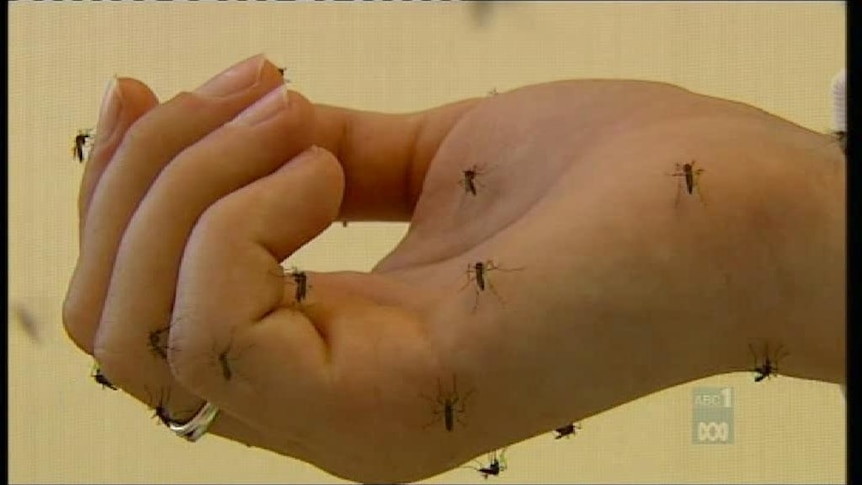 A man has contracted dengue fever for the first time in the NT in 70 years.