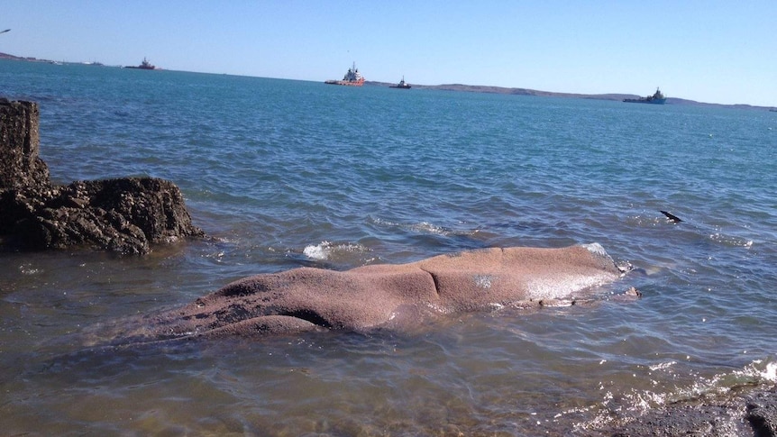 A humpback whale carcass.