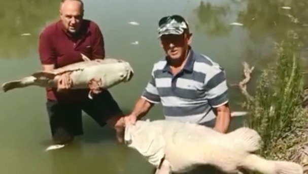 Two men in knee-deep water, holding large dead fish