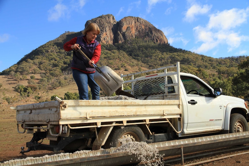 A woman shovels feed out of the back of a ute. A spectacular bluff looms in the background.