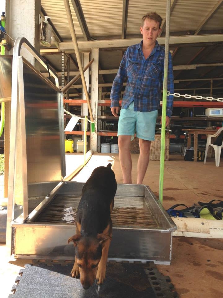 A farm dog walks through a biosecurity wash on a banana farm.