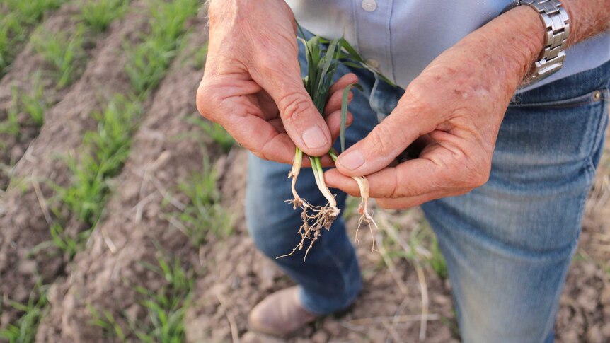 A farmer holds young, green wheat in his hand that he's just pulled out of the paddock.