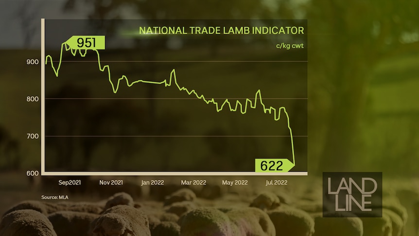 a graph showing the decline in the lamb prices.