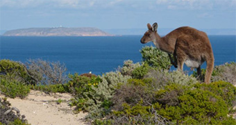 A kangaroo in bushland
