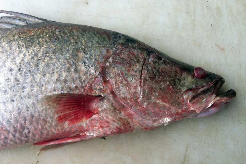 This barramundi was caught a month before the temporary fishing ban in Gladstone Harbour was lifted.
