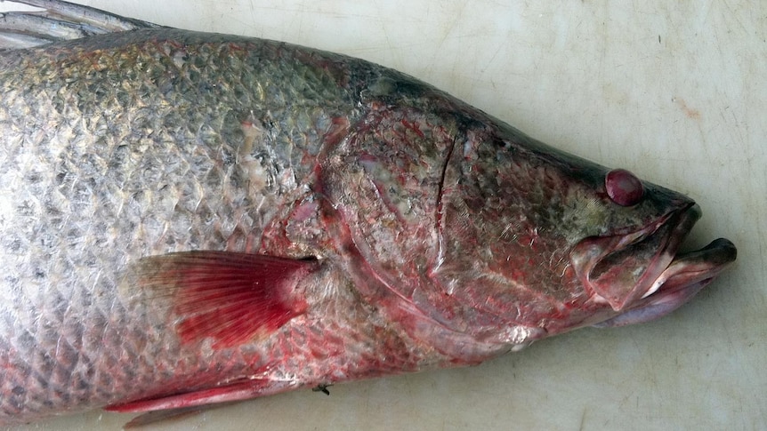 This barramundi was caught a month before the temporary fishing ban in Gladstone Harbour was lifted.