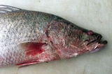 A barramundi with red marks on it caught in Gladstone Harbour waters on September 6, 2011.