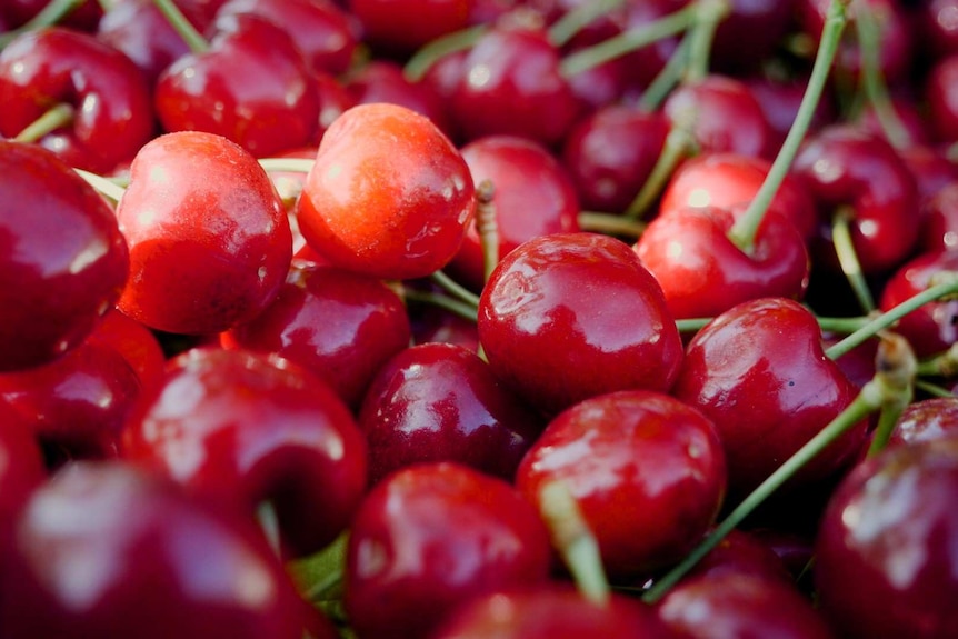Close up of freshly picked cherries