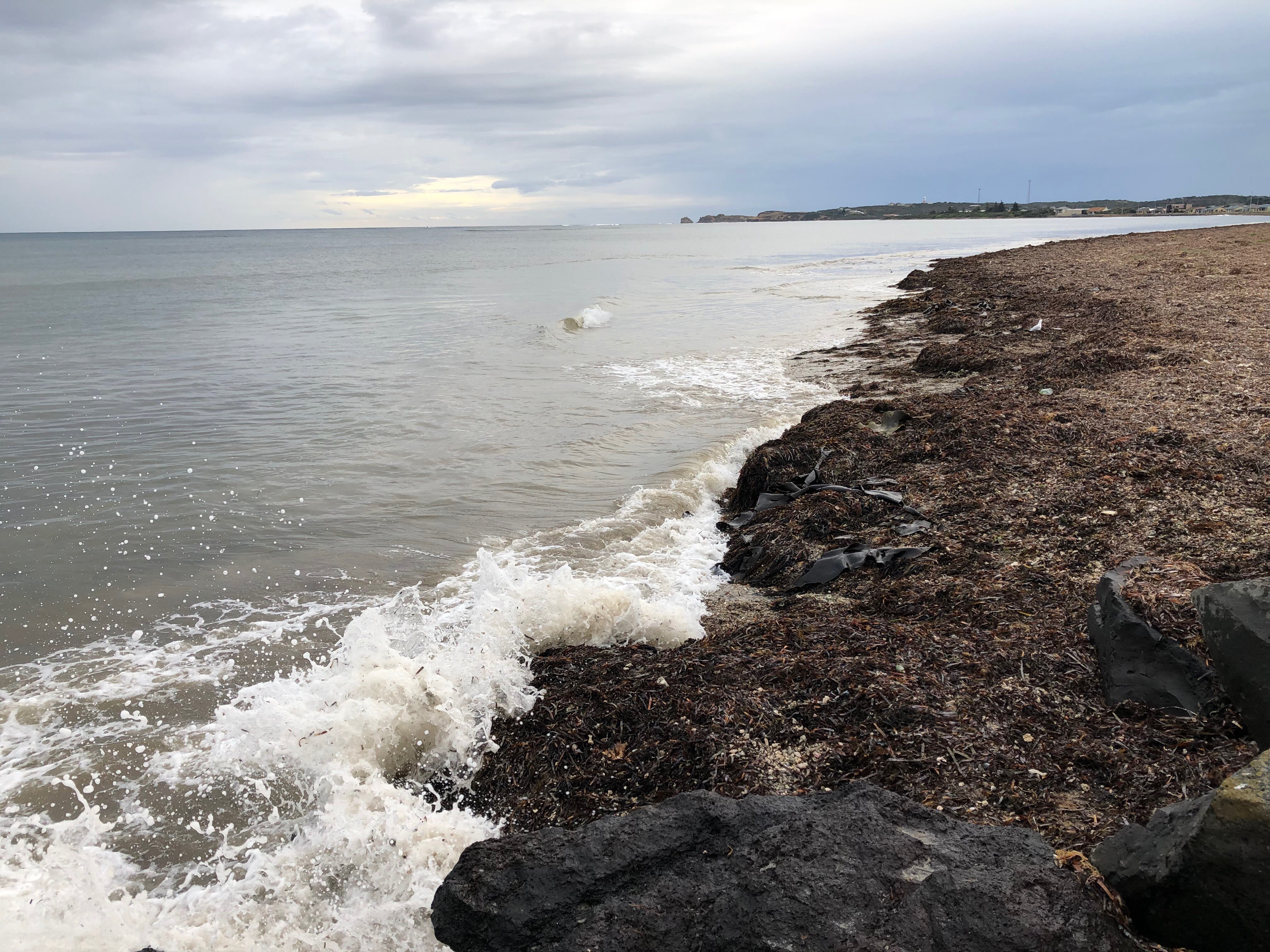 Seaweed piled on a shore with a wave splashing over.