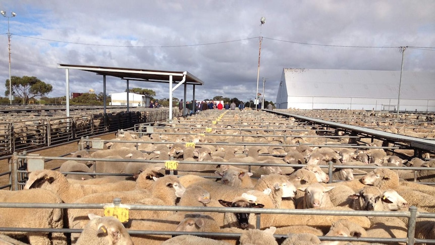 Sheep were sold at Katanning and Muchea saleyards this week as part of the 2015 lamb legends food drive