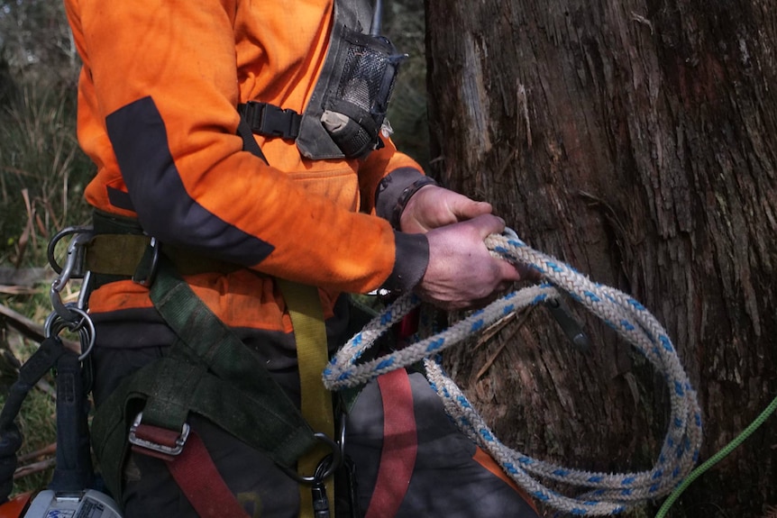 A man stands next to a tree with climbing equipment.