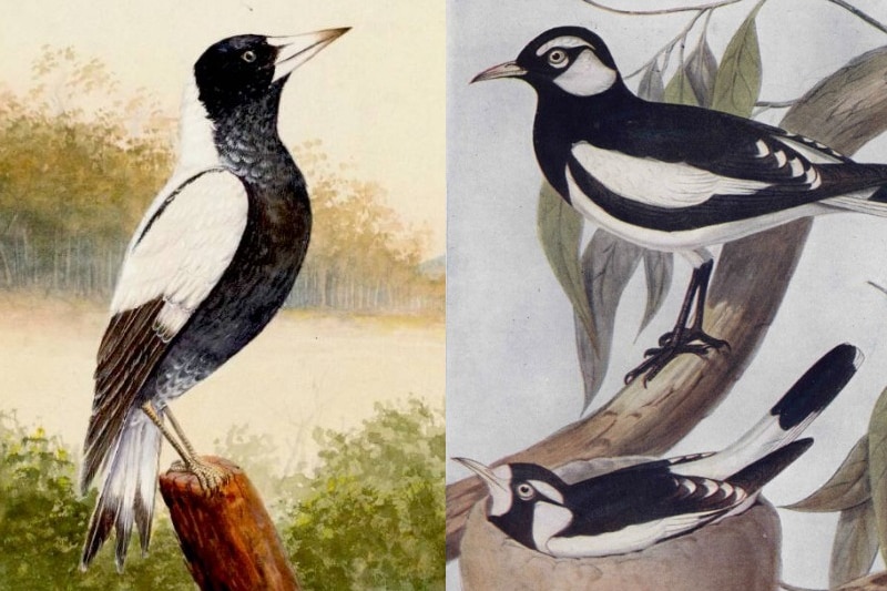 A composite of two artworks showing a magpie and magpie-larks.
