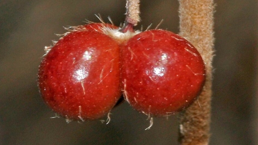 A picture of red fruit with white hair-like spikes.