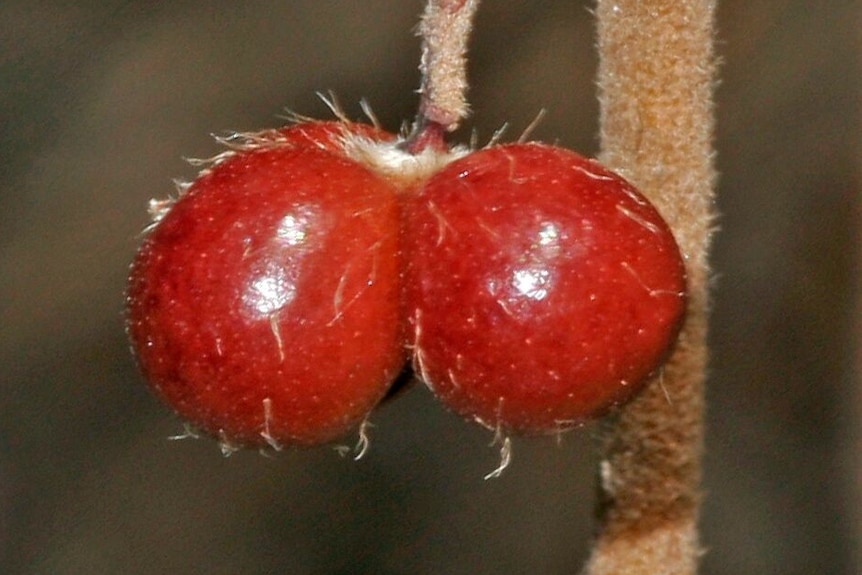 A picture of red fruit with white hair-like spikes.