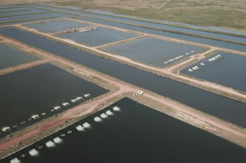 a drone shot of ponds at a barramundi farm.