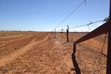 Drought-ravaged paddock near Stonehenge, south-west of Longreach in outback southern Queensland