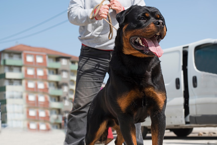 A rottweiller pulls on a leash being held by a man