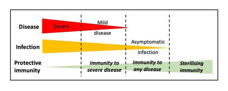 Chart showing inverse relationship between coronavirus infection severity and protective immunity