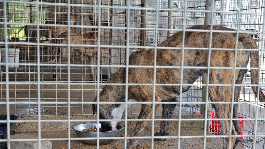 Dogs eating food inside cages at an animal shelter