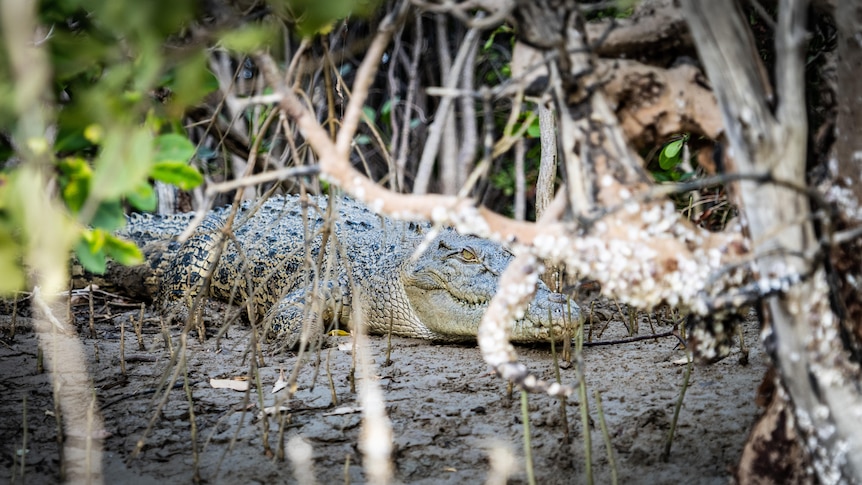 A crocodile lays amongst mangroves. 