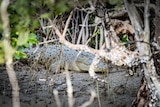 A crocodile lays amongst mangroves. 