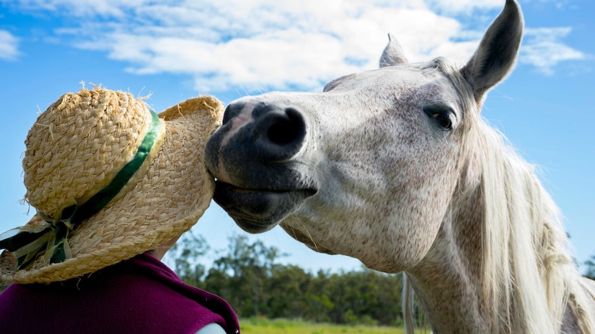 A lady wears a straw hat and appears to receive a kiss on the cheek from a smiling white horse set against a blue sky