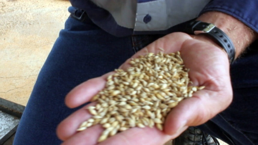 A hand full of WA grown grain