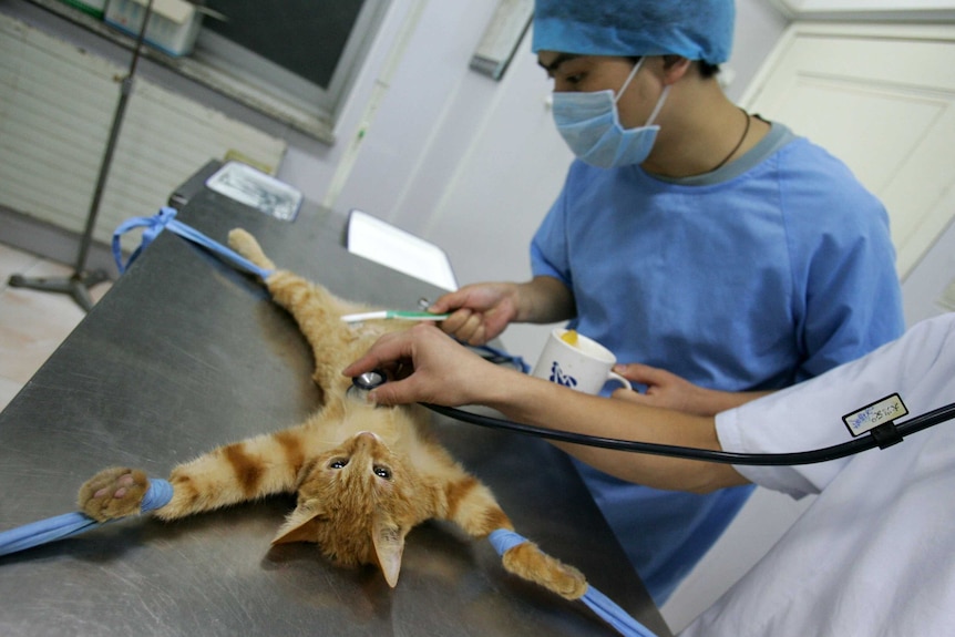 Sterilising a cat in China