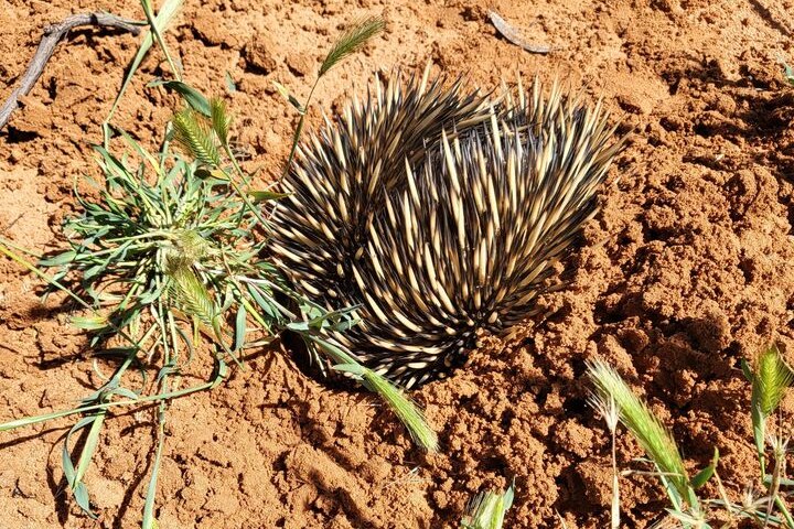 A spiky creature burrowing into red dirt