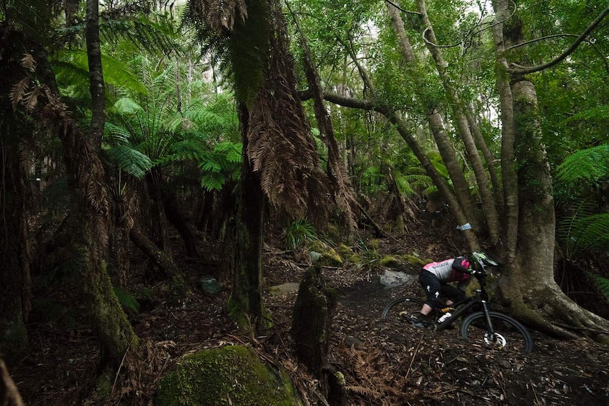 Forest section of Blue Derby trails