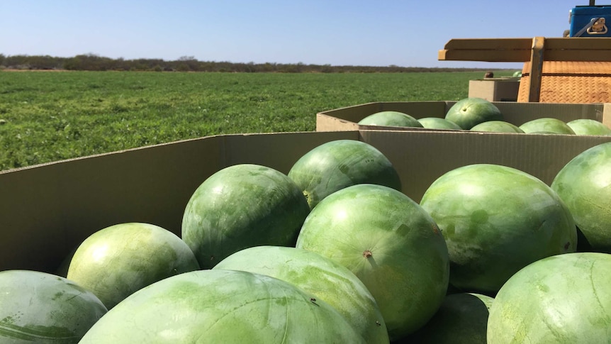 Watermelon harvest