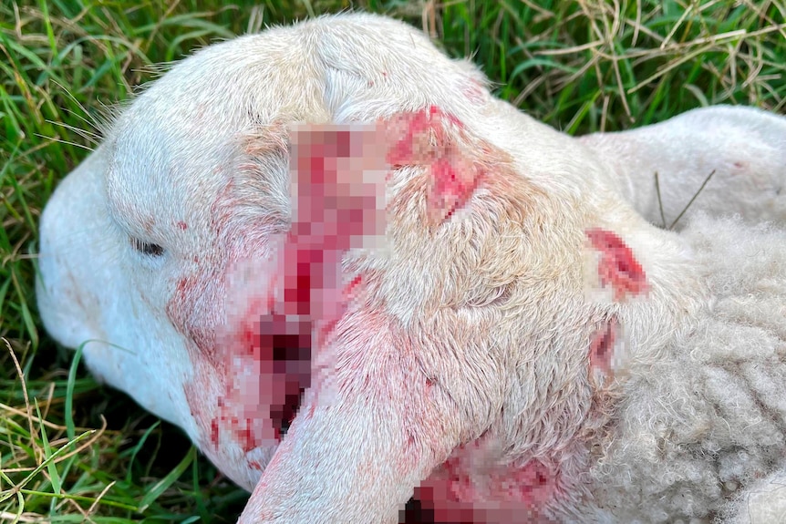 A sheep on the ground with blood on its neck. The wound is pixilated to reduce stress to readers.