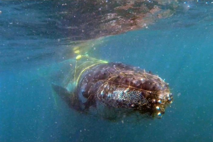 a humpback whale entangled in yellow nets 