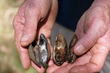 The Carter's freshwater mussel