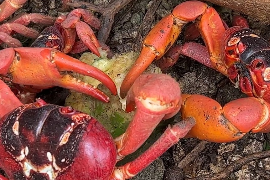 Red crabs eating a paw paw.