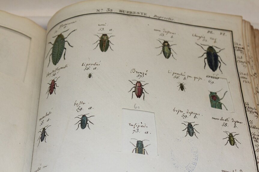 A page of The Natural History of Insects from about 1780 showing where a picture of a beetle has been cut out.