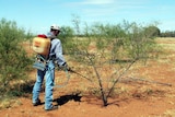 a man spraying a parkinsonia plant
