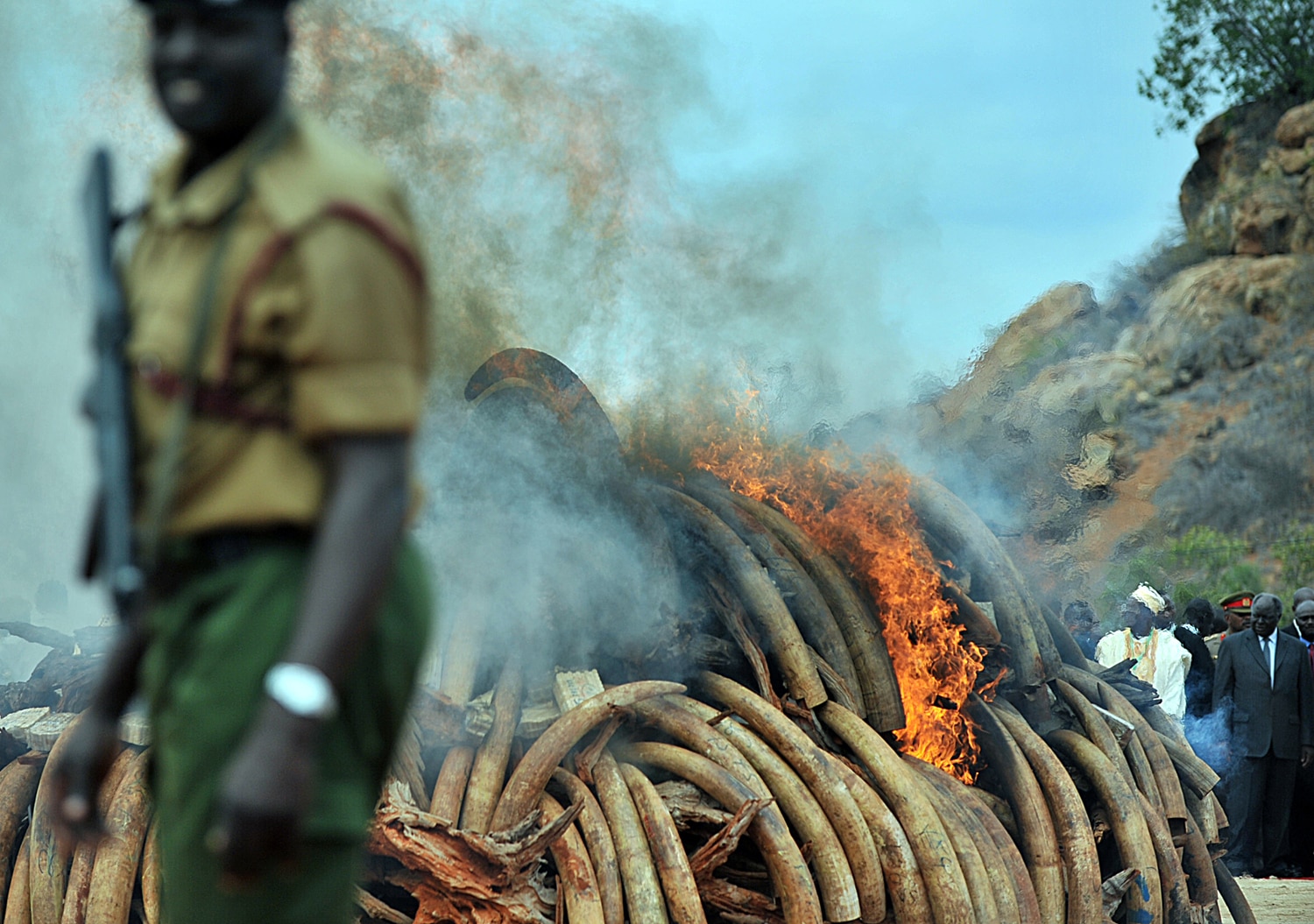 Hong Kong To Destroy 30 Tonnes Of Ivory ABC News   3a541af886219469b3d55473992953d5