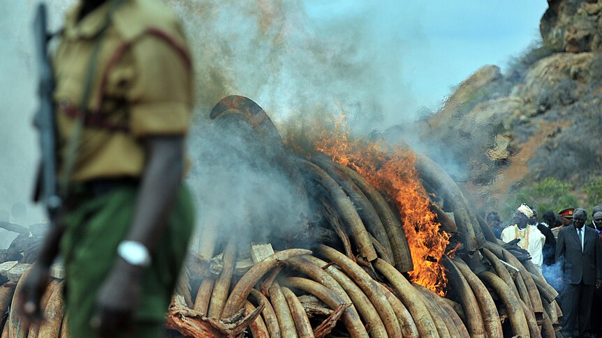 Kenya's President Mwai Kibaki watches as an illegal ivory stockpile goes up in smoke.