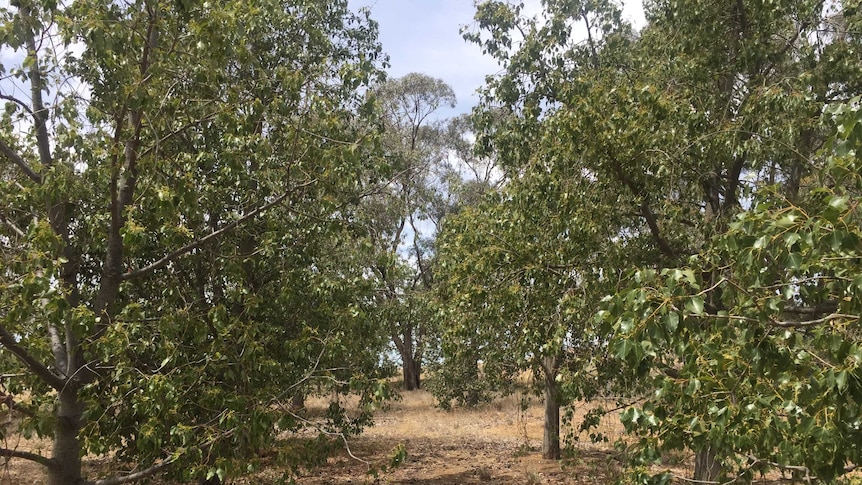 A row of trees, in a paddock, on an overcast day