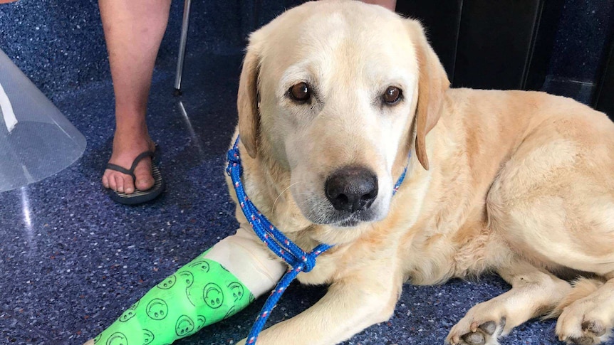 Sammy the dog with a green cast on her leg