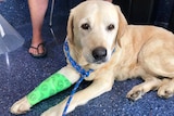 Sammy the dog with a green cast on her leg