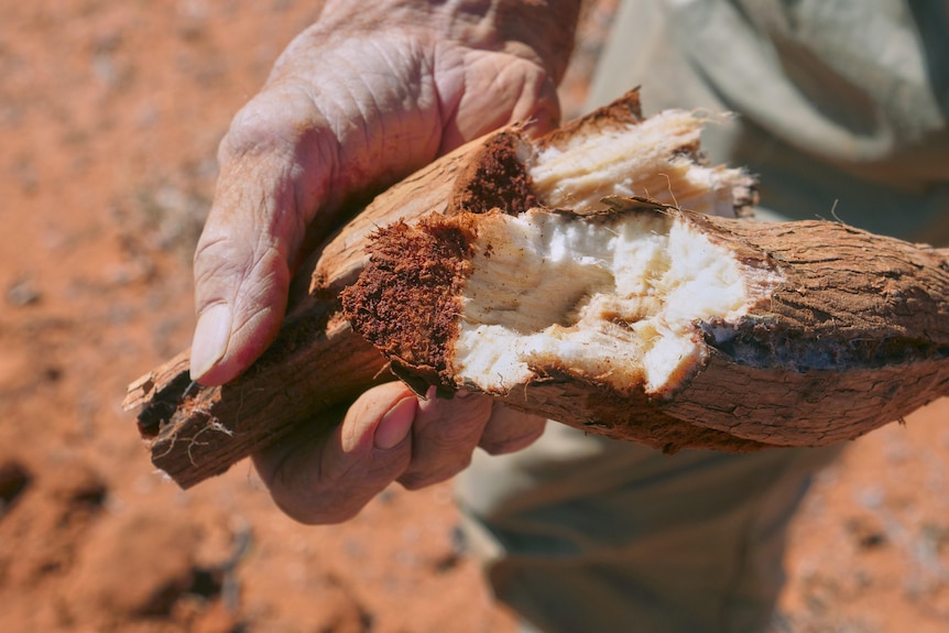 A close up of Adrian holding a yam with white damp husk on the inside