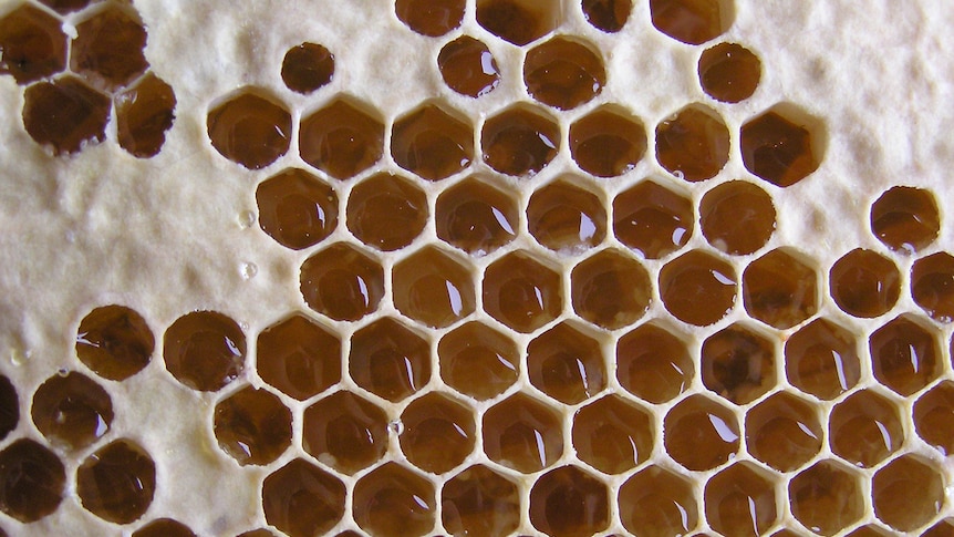 Honeycomb in a beehive