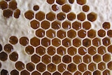 Honeycomb in a beehive